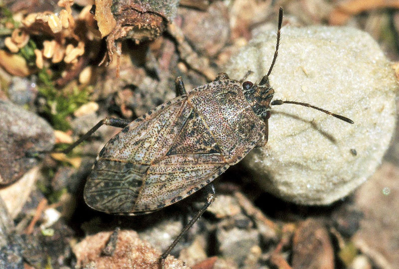 Emblethis griseus ?